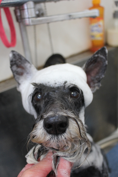 千葉県船橋市のミニチュアシュナウザーのシャンプー画像