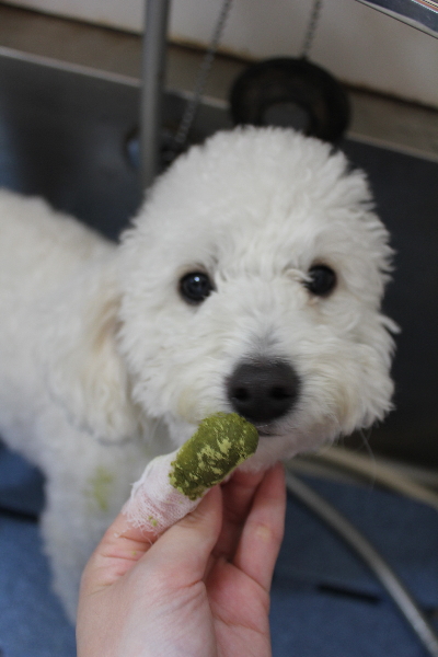 千葉県船橋市のトイプードルの歯磨き画像
