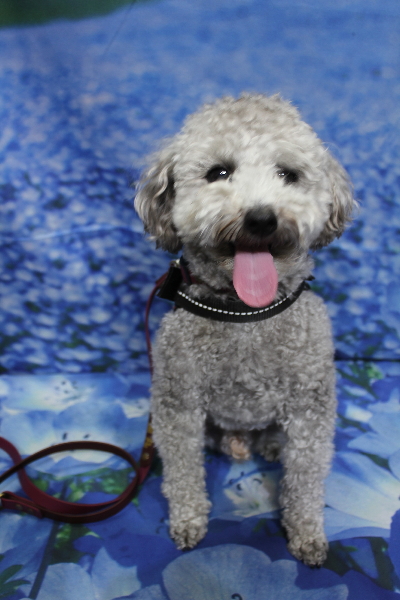 千葉県船橋市のトイプードルのトリミング前画像