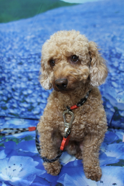 千葉県船橋市のトイプードルのトリミング前画像