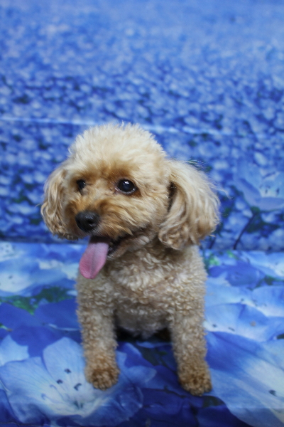 千葉県船橋市のトイプードルのトリミング前画像