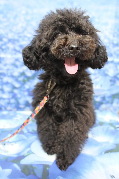 千葉県鎌ヶ谷市のトイプードルのトリミング前画像