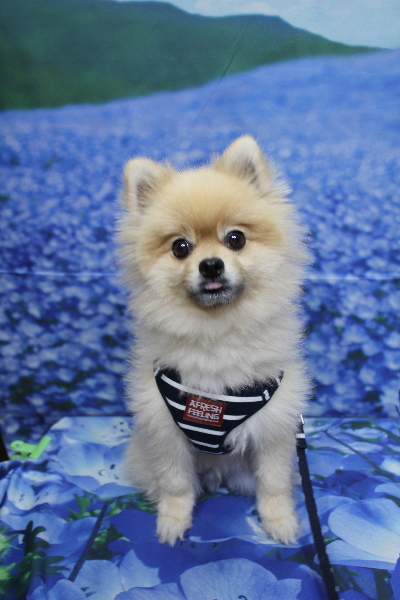 千葉県船橋市のポメラニアンのトリミング前画像