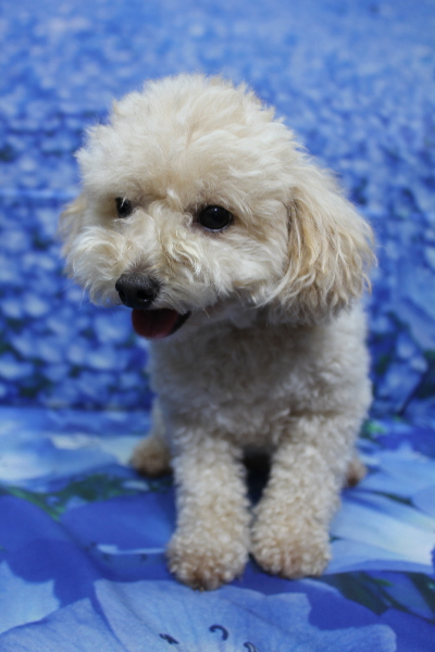 千葉県鎌ケ谷市のトイプードルのトリミング前画像