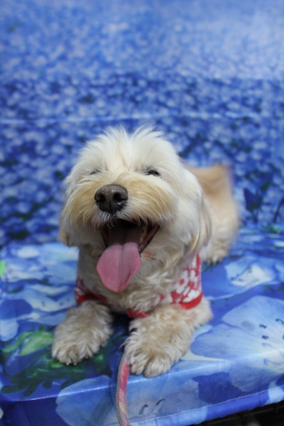 千葉県鎌ケ谷市のミックス犬のトリミング前画像