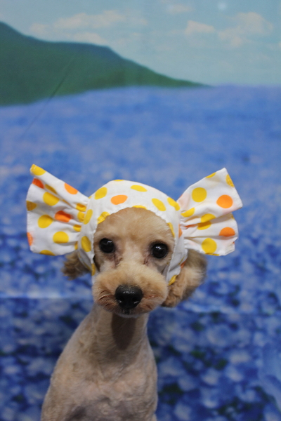 トイプードルブリーダーの成犬、トリミング画像