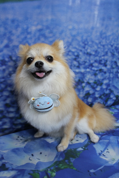 千葉県船橋市のミックス犬のトリミング画像