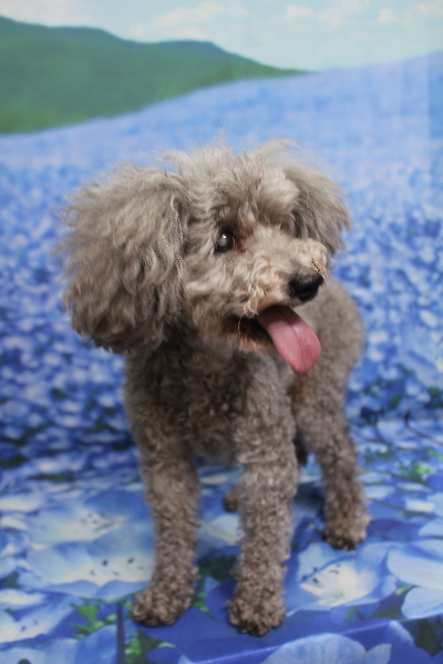 千葉県船橋市のトイプードルのトリミング前画像