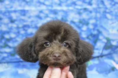 トイプードルブリーダーの子犬、トリミング画像