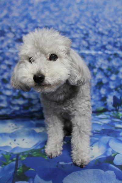 千葉県船橋市のトイプードルのトリミング前画像