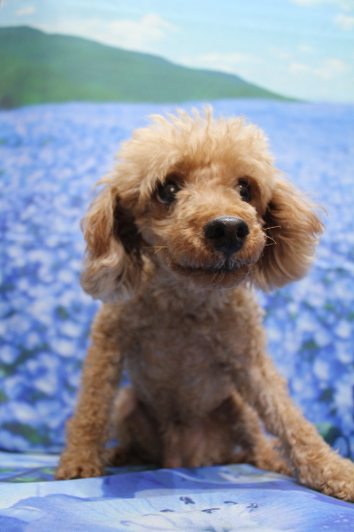 千葉県船橋市のトイプードルのトリミング前画像