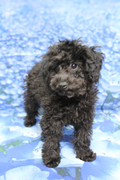 千葉県船橋市のトイプードルのトリミング前画像