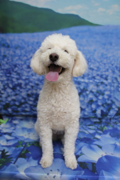 千葉県鎌ヶ谷市のトイプードルのトリミング前画像