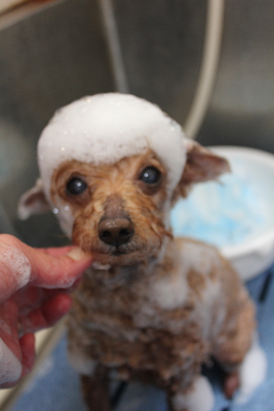 千葉県船橋市のトイプードルのシャンプー画像
