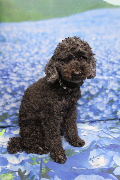 千葉県松戸市のトイプードルのトリミング前画像