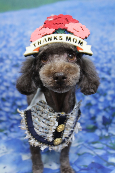 千葉県鎌ケ谷市のトイプードルのトリミング画像