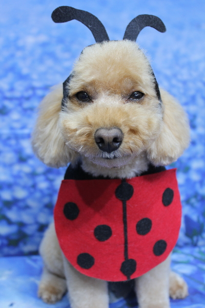 千葉県船橋市のトイプードルのトリミング画像