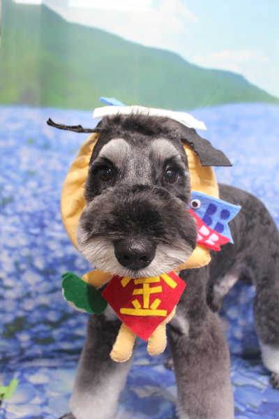 東京都江戸川区のミニチュアシュナウザートリミング画像