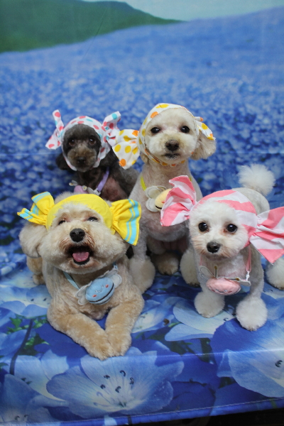 千葉県鎌ケ谷市のトイプードルのトリミング画像