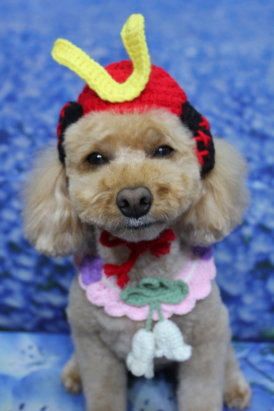 千葉県船橋市のトイプードルのトリミング画像