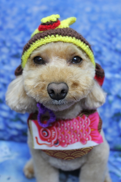 千葉県船橋市のトイプードルのトリミング画像