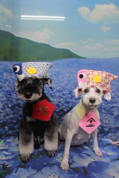 東京都江戸川区のミニチュアシュナウザートリミング画像