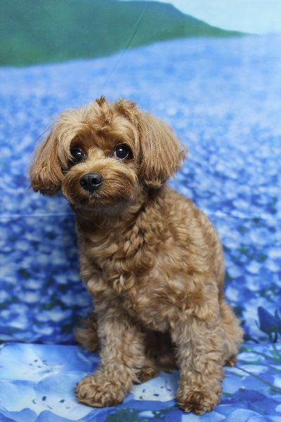 千葉県鎌ケ谷市のミックス犬のトリミング前画像
