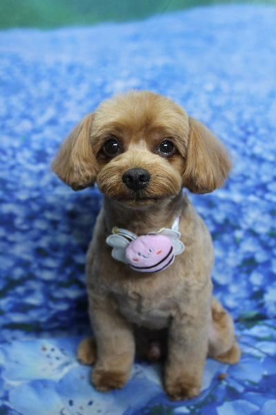 千葉県鎌ケ谷市のミックス犬のトリミング画像