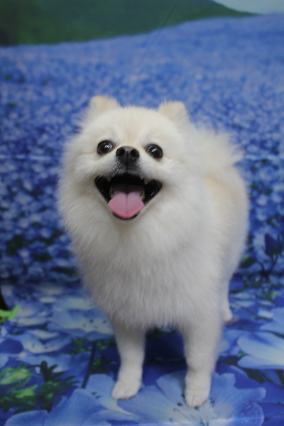 東京都港区のポメラニアンのトリミング画像