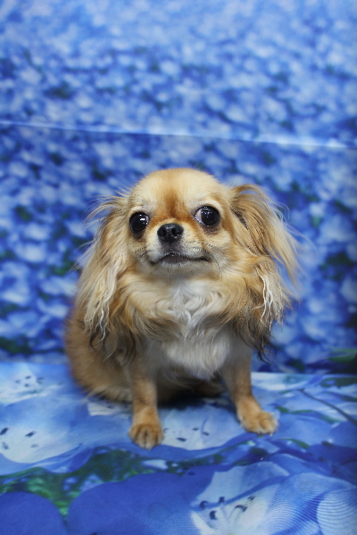 千葉県船橋市のロングコートチワワのトリミング前画像