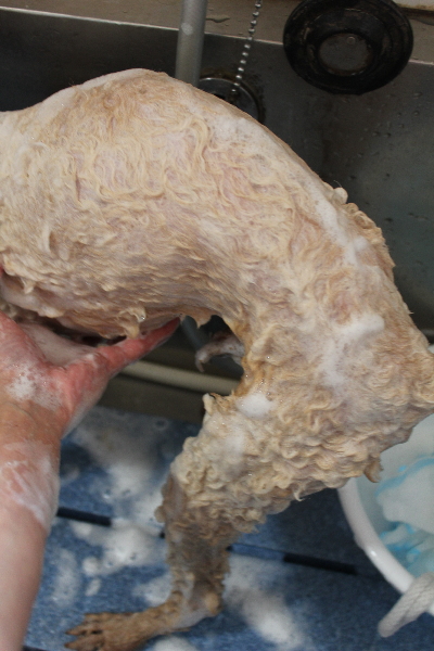 千葉県船橋市のトイプードルのシャンプー画像