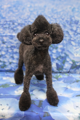 トイプードルブリーダーの成犬、トリミング画像