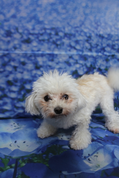 千葉県鎌ケ谷市のミックス犬のトリミング前画像