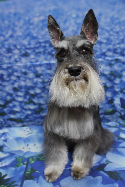 千葉県船橋市のミニチュアシュナウザーのトリミング画像