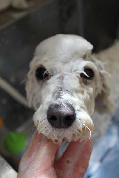 千葉県船橋市のトイプードルのシャンプー画像