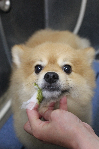 千葉県船橋市ポメラニアンの歯磨き画像
