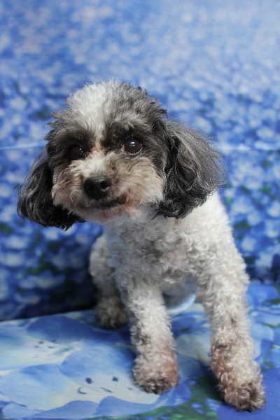 千葉県船橋市のトイプードルのトリミング前画像