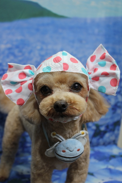 千葉県船橋市のミックス犬のトリミング画像