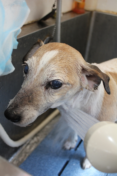 千葉県船橋市のジャックラッセルのオゾンシャワー画像