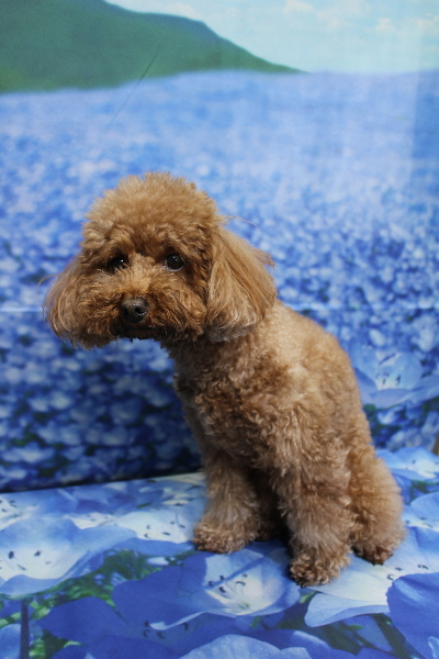 千葉県市川市のトイプードルのトリミング前画像