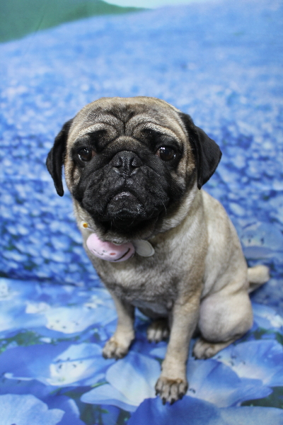 千葉県鎌ケ谷市のパグのトリミング画像