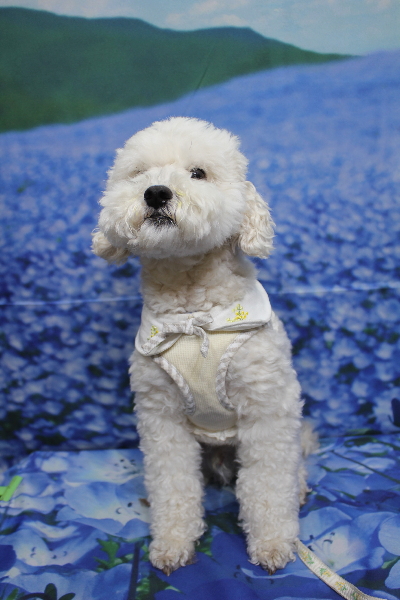 千葉県松戸市のミックス犬のトリミング前画像