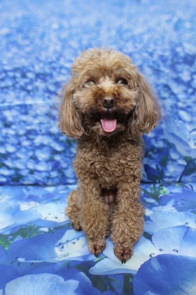 千葉県鎌ケ谷市のトイプードルのトリミング前画像