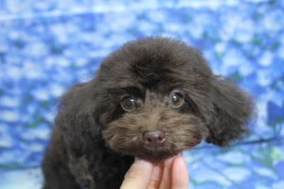 トイプードルブリーダーの子犬、トリミング画像