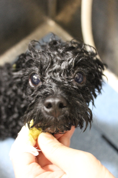 千葉県鎌ケ谷市のトイプードルの歯磨き画像