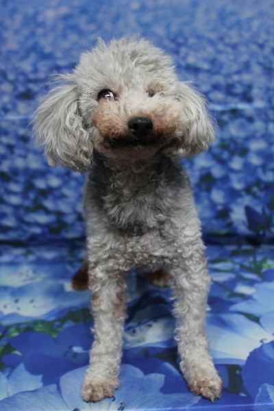トイプードルブリーダーの成犬、トリミング前画像