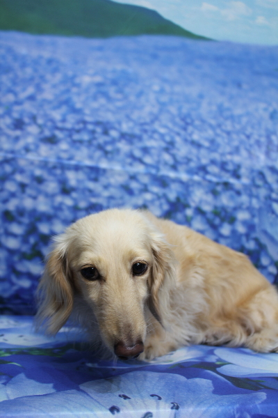 千葉県鎌ケ谷市のミニチュアダックスのトリミング前画像