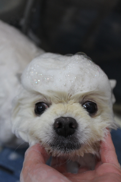 千葉県船橋市のポメラニアンのシャンプー画像