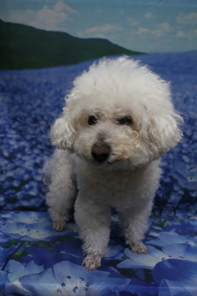 千葉県鎌ケ谷市のビションフリーゼのトリミング前画像