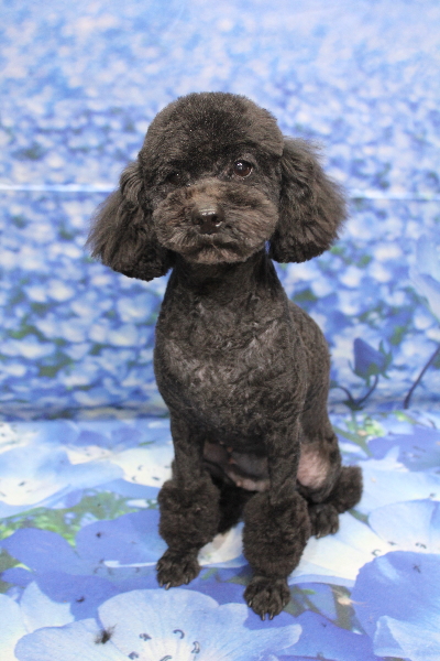トイプードルブリーダーの成犬、トリミング画像